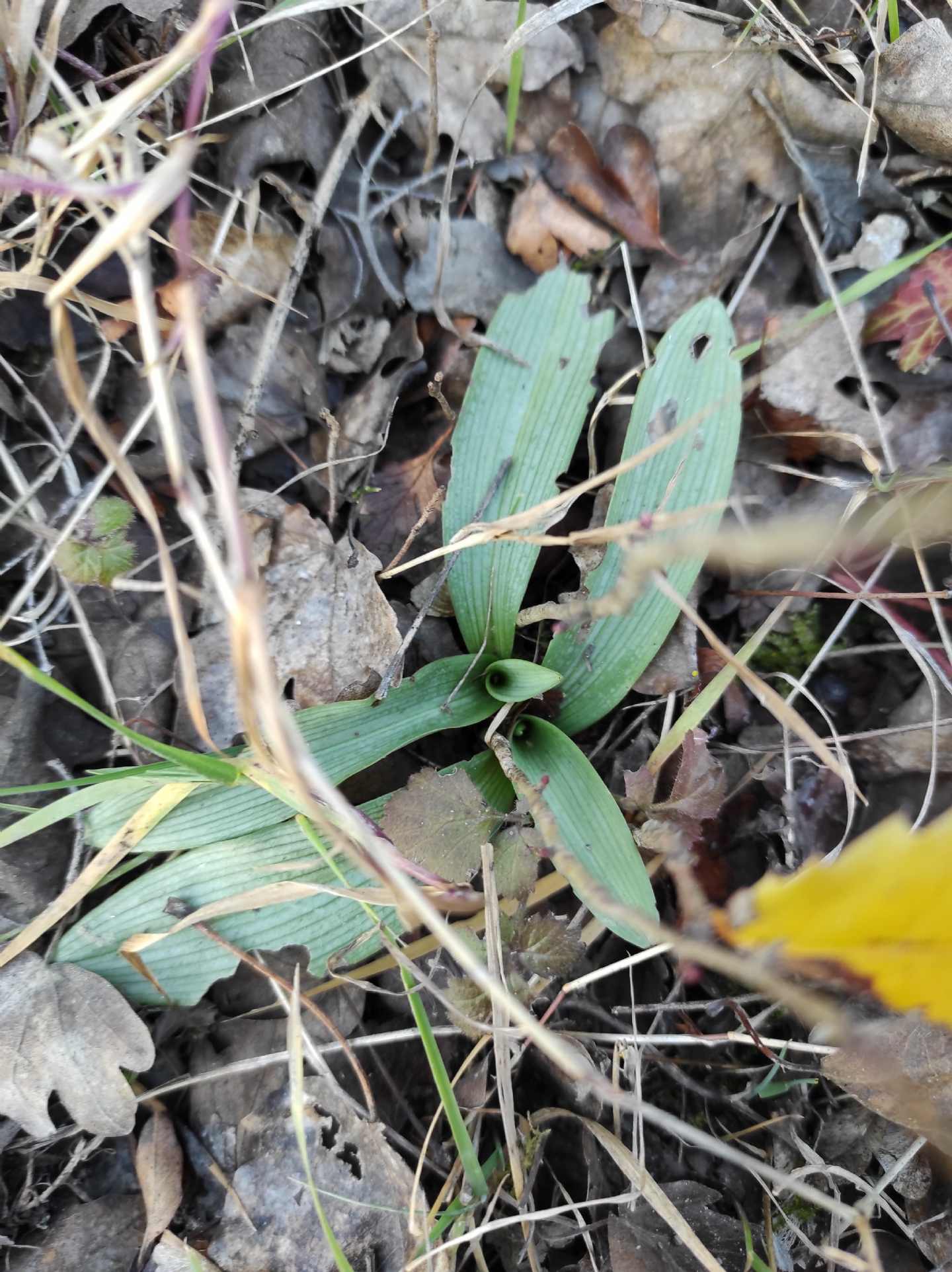 Identificazione rosette basali